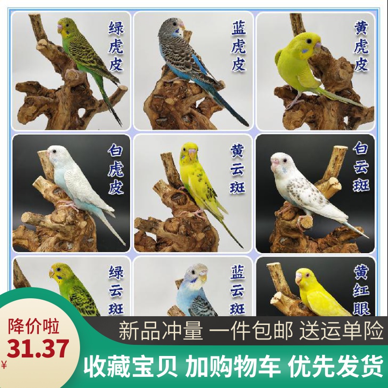 鸟活体鹦鹉活宠物活鸟体虎皮情侣鹦鹉会说话的鸟手玩鸟幼鸟可繁殖|ruв категории животное/Животное питание и принадлежностей, птиц и принадлежностей, птица - от Buy2taobao.com для оказания профессиональной услуги покупки агента Taobao