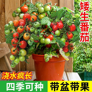 四季矮生番茄苗水果盆栽千禧种子孑种籽阳台圣女果西红柿草莓苗秧