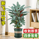 新飞羽竹芋盆栽植物北欧风高档观叶网红绿植室内吸甲醛耐阴好养活