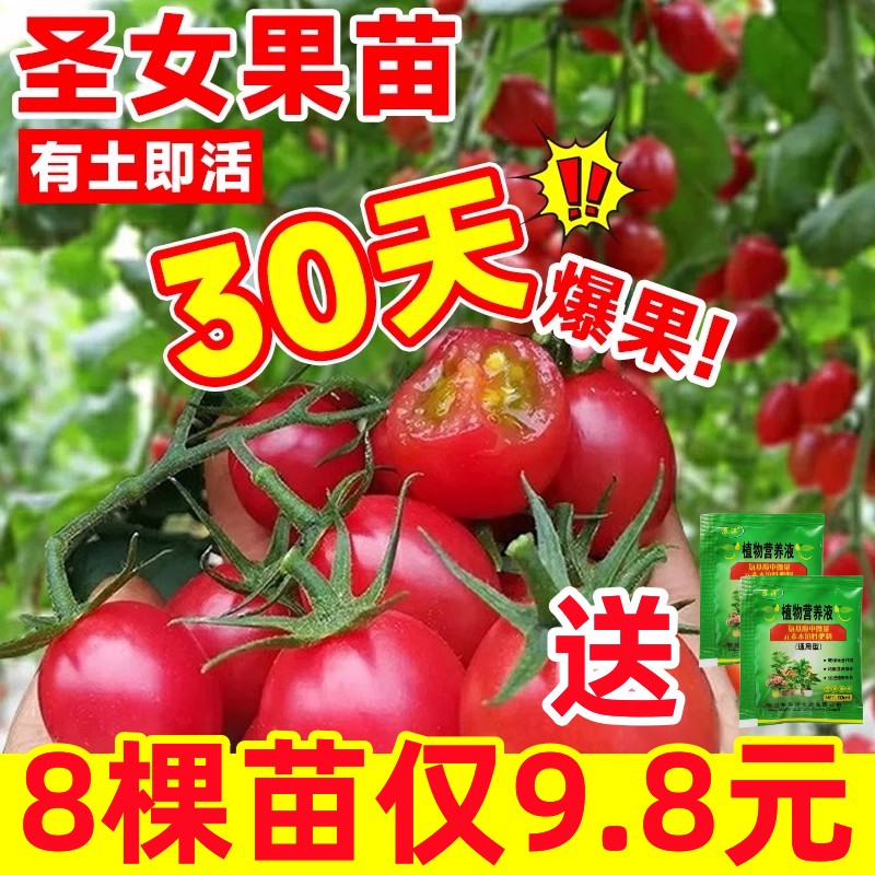 番茄种子种籽孑苗普罗旺斯西红柿四季