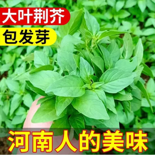 河南大叶荆芥菜种籽盆栽种植蔬菜种孑子大全四季南方金介荆棘秧苗