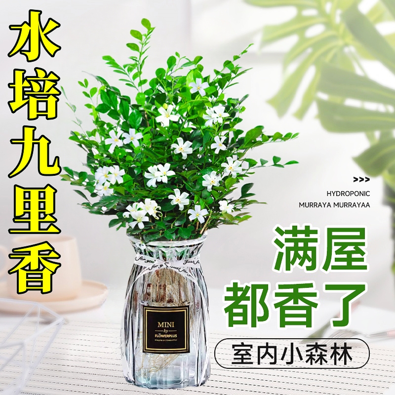 水培九里香花卉绿植盆栽浓香驱蚊四季