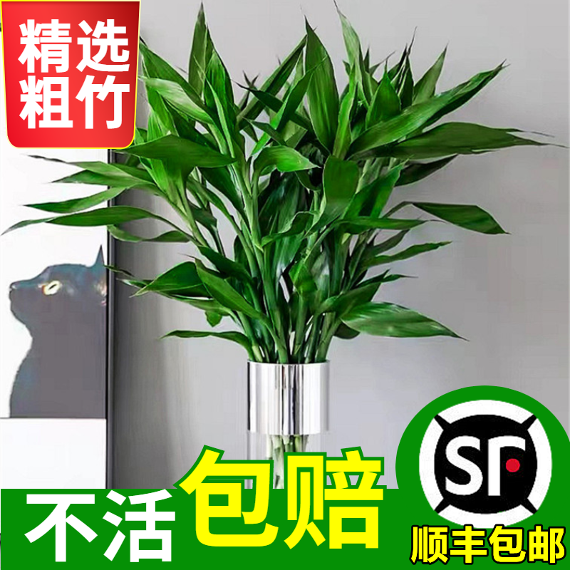 富贵竹水培植物水养粗杆发财带根步步