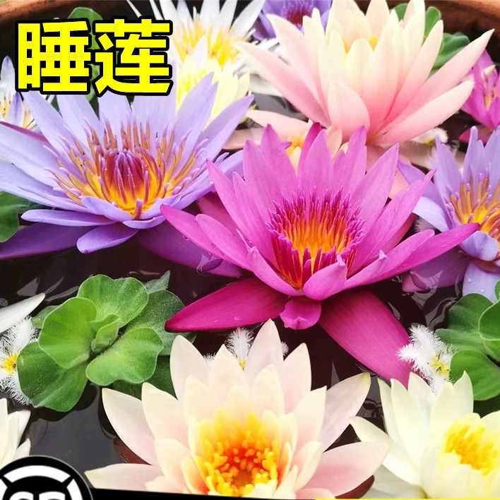 池塘睡莲花鱼缸睡莲根块带花苞四季盆