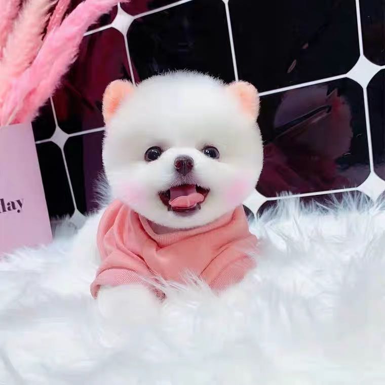 纯种长不大的博美幼犬活体茶杯犬袖珍犬比熊俊介幼犬活物宠物狗狗