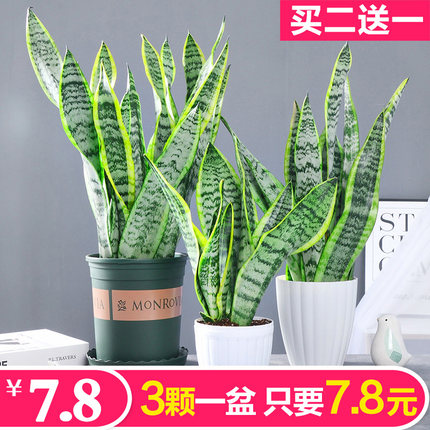 金边虎皮兰高矮品种植物室内大盆栽虎