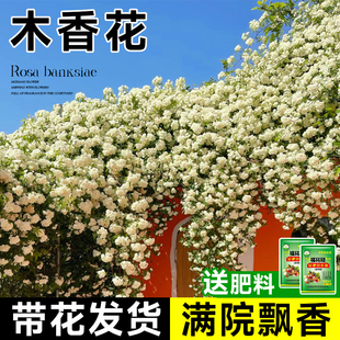 白木香花苗爬藤植物花卉重瓣红黄木香花树苗庭院蔷薇四季开花盆栽