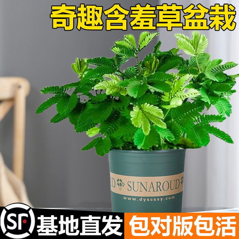 含羞草盆栽室内阳台小植物四季常青害