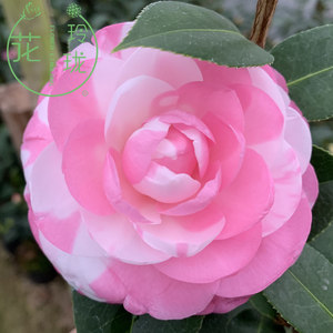 名贵茶花品种图片