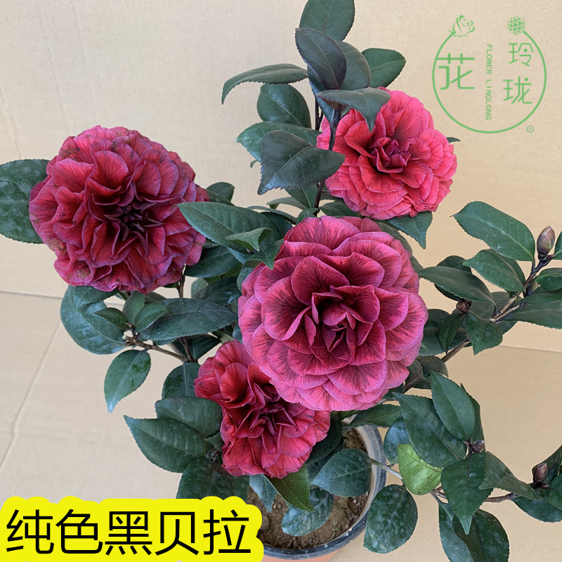 红叶贝拉纯色贝拉茶花名贵茶花苗品种带花苞纯色黑贝拉巨大型花