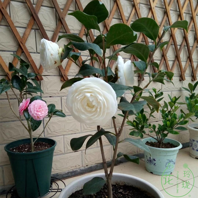 白色茶花盆栽东方亮又名水晶白好养的茶花室外室内庭院别墅花卉苗