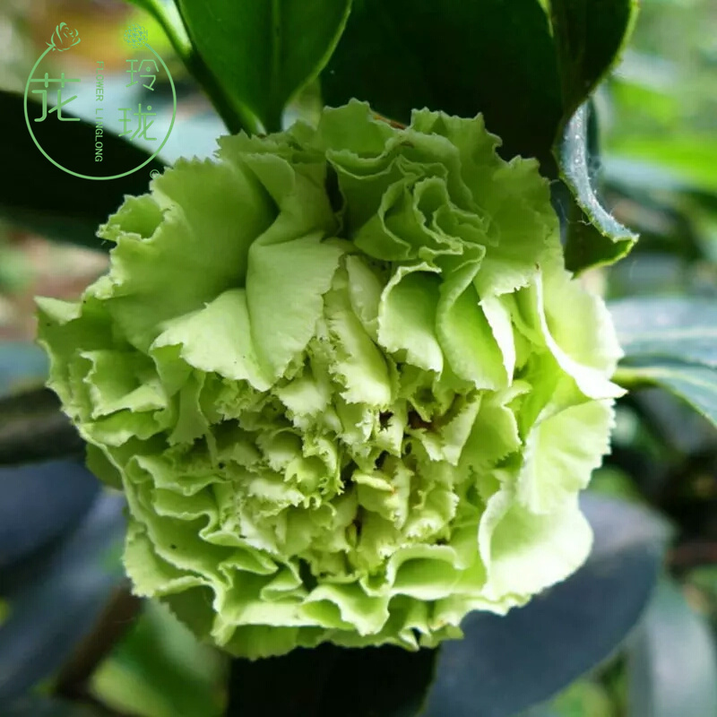 巨型茶花庭院花卉植物珍贵山茶苗可娜花开绿色绿云带花苞名贵品种