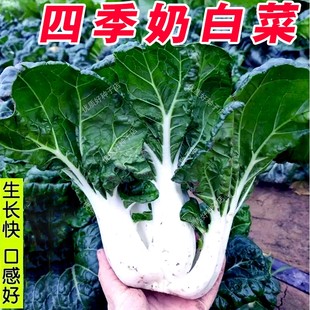 四季奶白菜种子四季小青菜种籽矮脚黄阳台秋季盆栽奶油白菜蔬菜孑