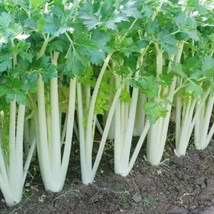 白芹菜种子四季易种高产实心白梗白玉香芹菜庭院阳台盆栽蔬菜种子