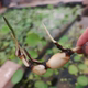 碗莲种藕微型迷你小荷花根茎带花芽苞四季开花水生植物室内外花卉