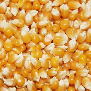 爆裂玉米种子价格