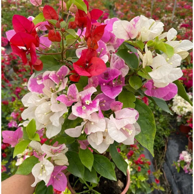 重瓣西施粉 怡锦 重瓣红 三角梅阳台植物花卉勤花易养广州发货