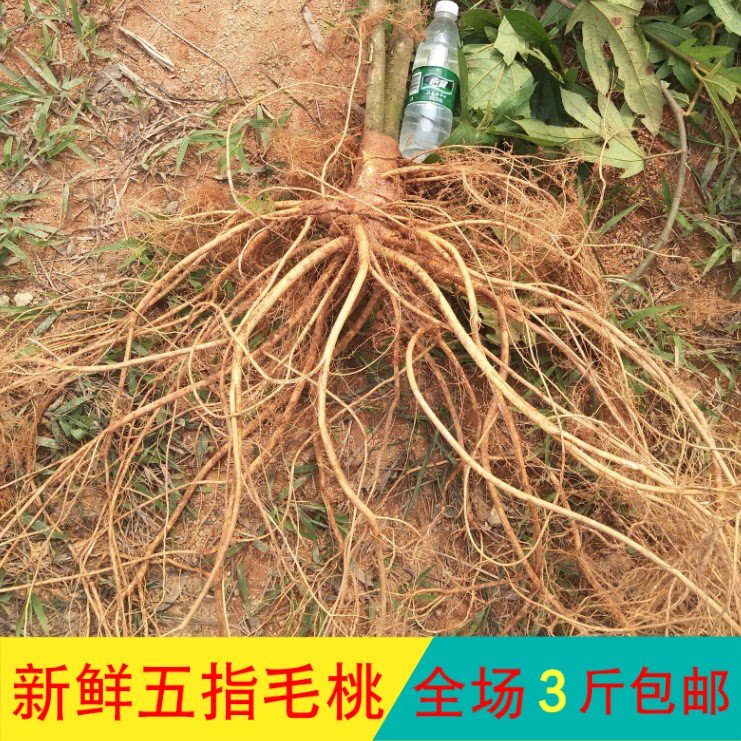 新品野生五指毛桃根片椰香五指牛奶五爪龙广东煲汤料正品包邮500g