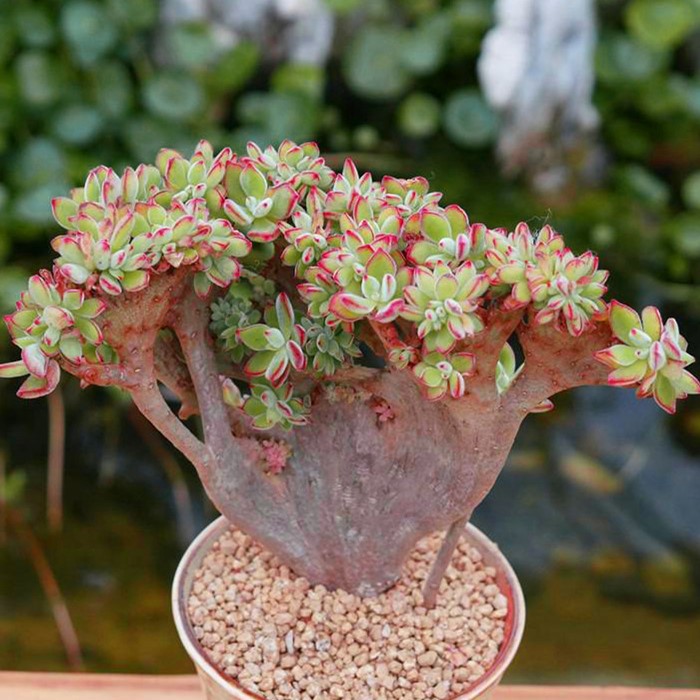 老桩大型锦晃星缀化大颗稀有品种多植物盆栽组合多肉植物