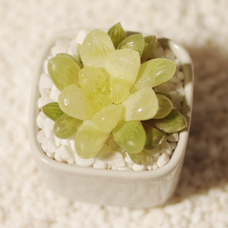 琥珀玉露多肉植物