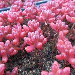 虹之玉 乙女心 虹之玉锦 八千代果冻色多肉植物 桌面盆栽绿植花卉