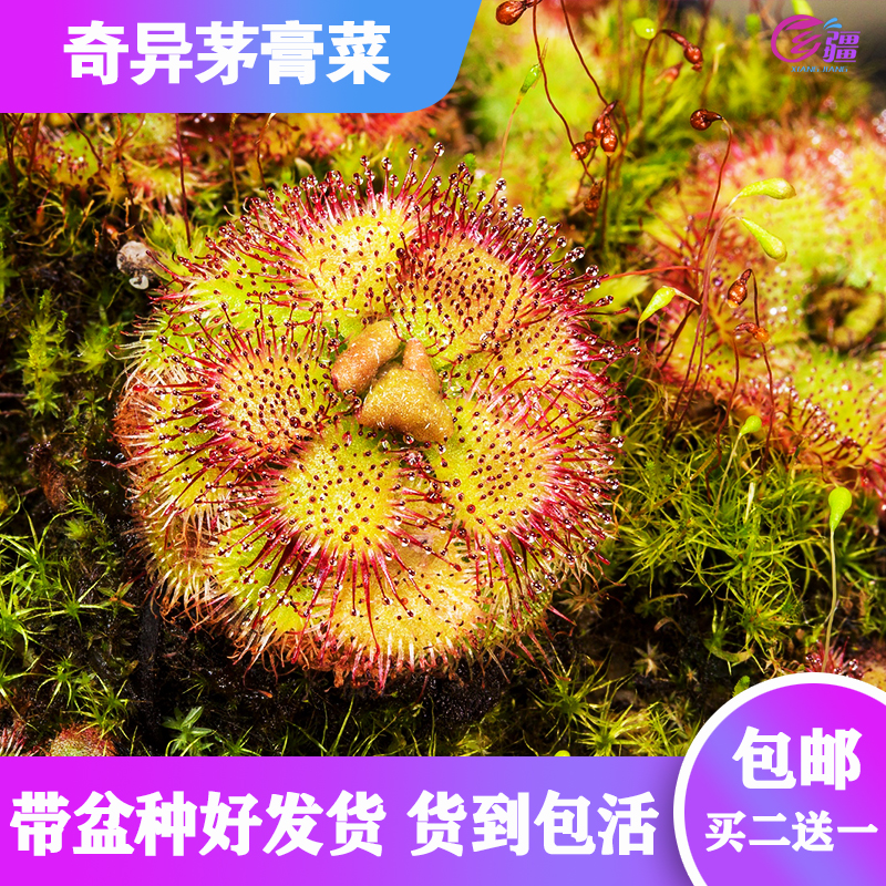 基地直销【奇异茅膏菜】食虫植物捕蝇