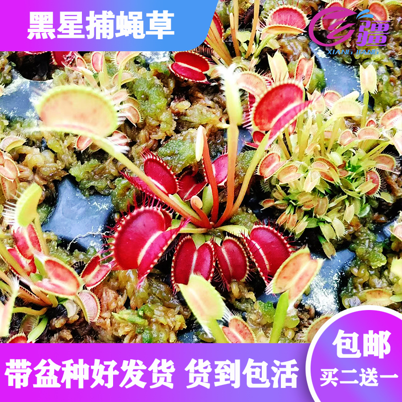 基地直销【黑星捕蝇草】食虫植物猪笼