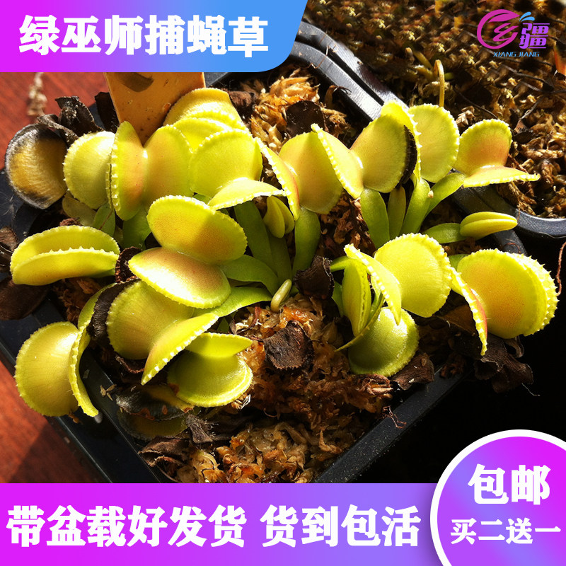 基地直销绿巫师捕蝇草食虫植物猪笼草驱蚊草多肉植物绿植盆栽