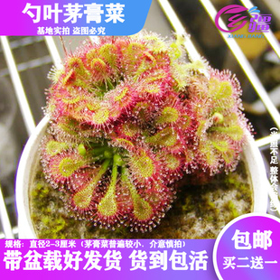 基地直销【勺叶茅膏菜】食虫植物捕蝇草驱蚊草多肉趣味绿植盆栽