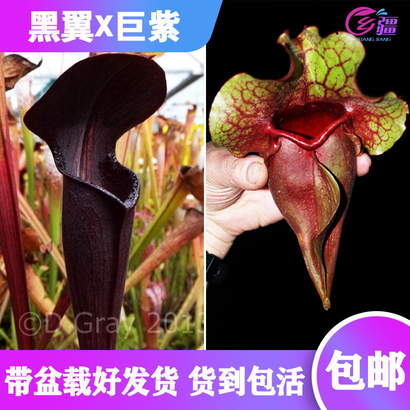 【黑管翼状X巨型紫瓶瓶子草】食虫植