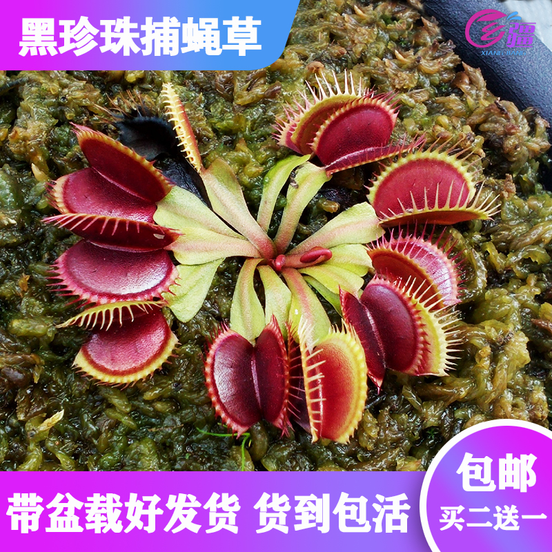 基地直销【黑珍珠捕蝇草】食虫植物猪