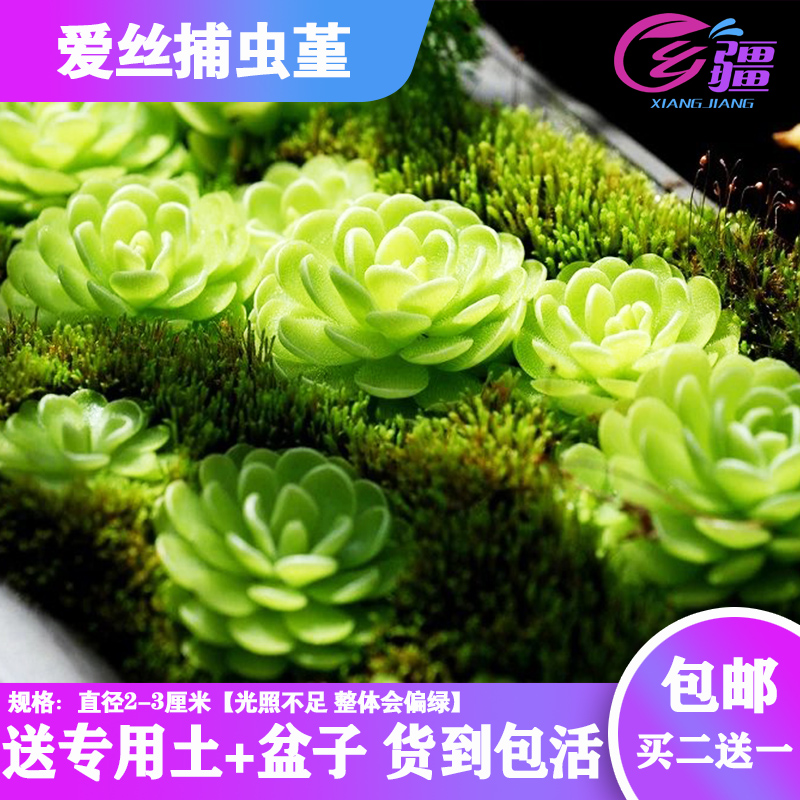 基地直销【爱丝捕虫堇】食虫植物捕蝇