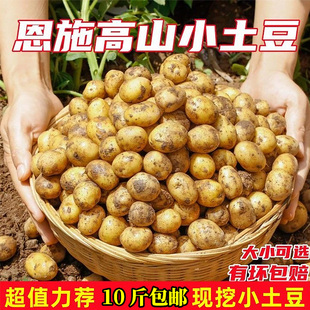 湖北恩施小土豆10斤现挖新鲜黄心土豆当季蔬菜整箱迷你马铃薯洋芋