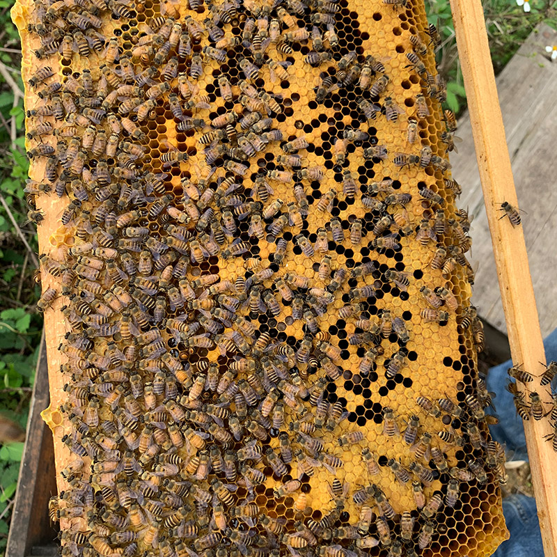 蜜蜂蜂王图片大全大图图片