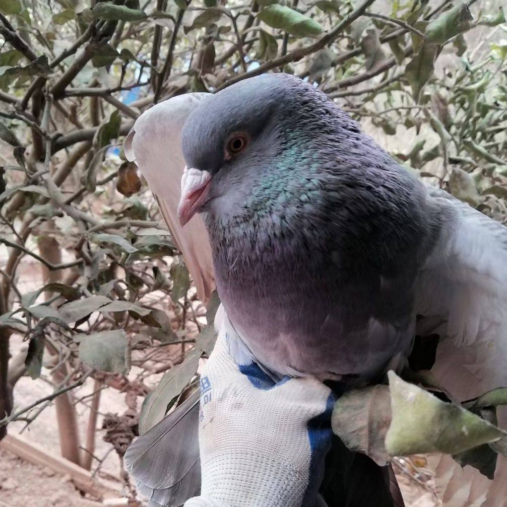 顺丰韶关乐昌高山放养土鸽子新鲜三年老鸽子肉现杀现发10只带内脏