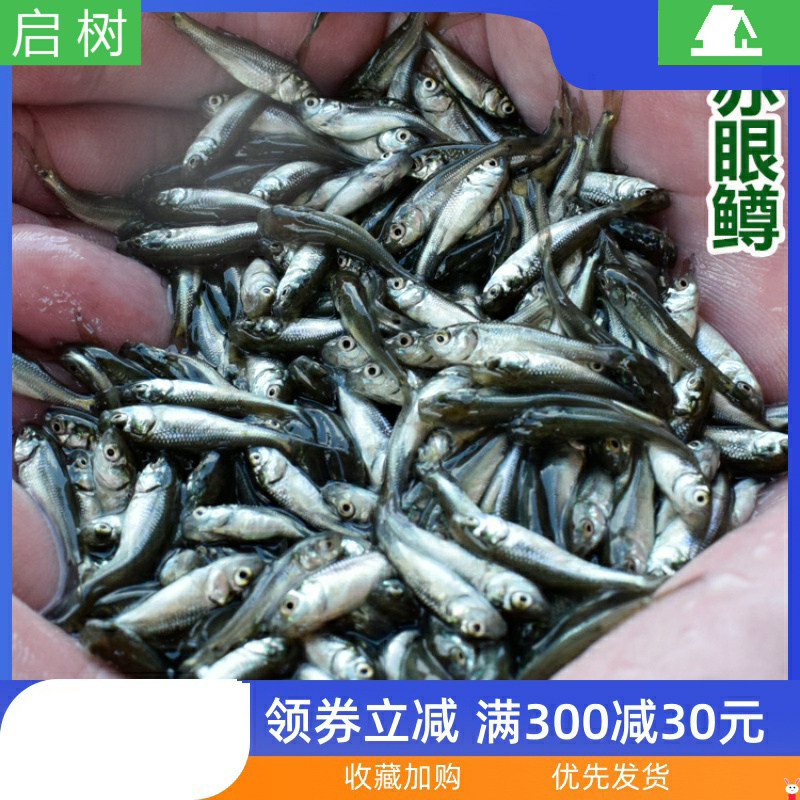 红眼鳟赤眼鳟红眼鱼红眼赤鳟放生淡水鱼苗开口饲料鱼翘嘴鲈鱼桂鱼