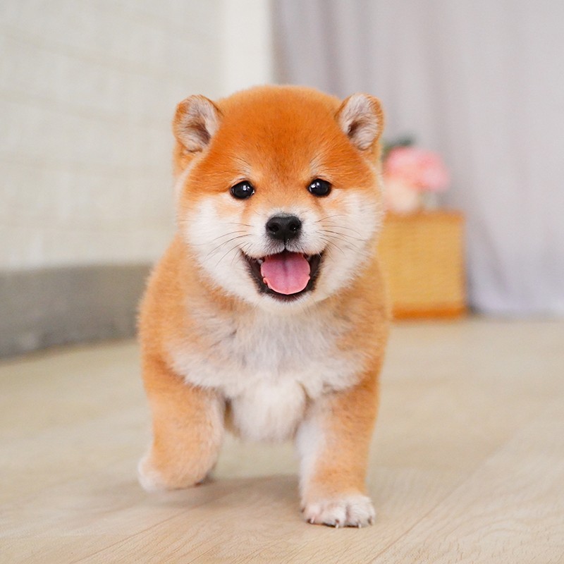 柴犬纯种-特价促销-优惠券领取-价格|多少钱|什么牌子好-35优惠券网站