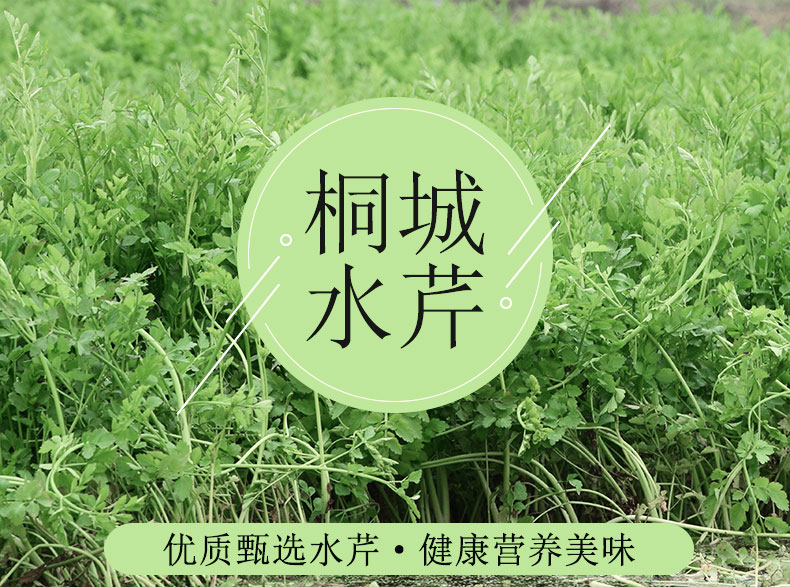 桐城水芹菜地方特产泉水田种植天然无污染水芹菜新鲜蔬菜4斤包邮