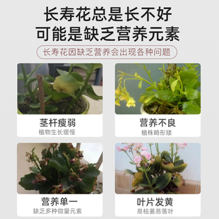 长寿花专用缓释肥复合肥家用型控释颗粒植物盆栽绿植花卉养花肥料