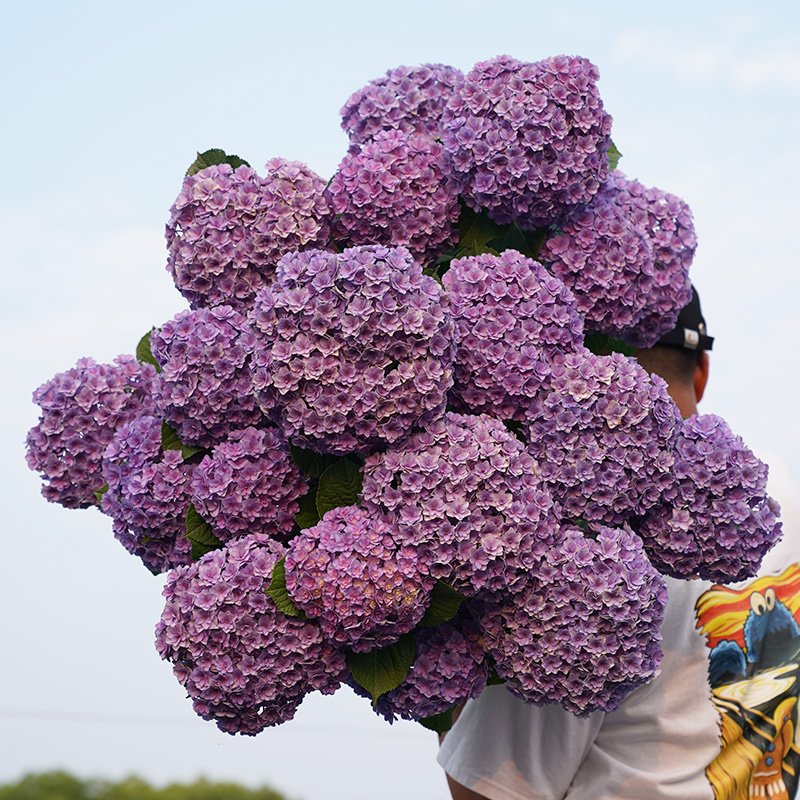 种花王大爷绣球太阳神殿花苗盆栽花卉八仙花耐寒室外阳台庭院