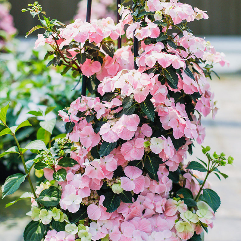 种花王大爷新品粉色落跑新娘绣球花卉盆栽植物阳台庭院花园八仙花