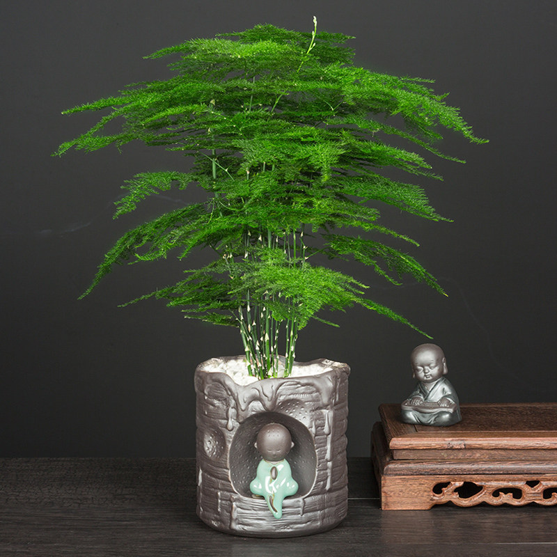 大文竹盆栽盆景植物植物苗室内花卉好养的四季常青净化空气绿植