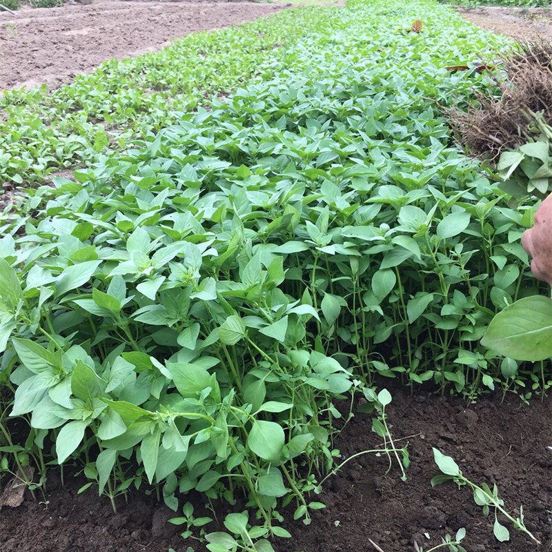 河南自家种植新鲜荆芥菜500克大叶荆菜蔬菜应季现摘发货冰鲜包邮