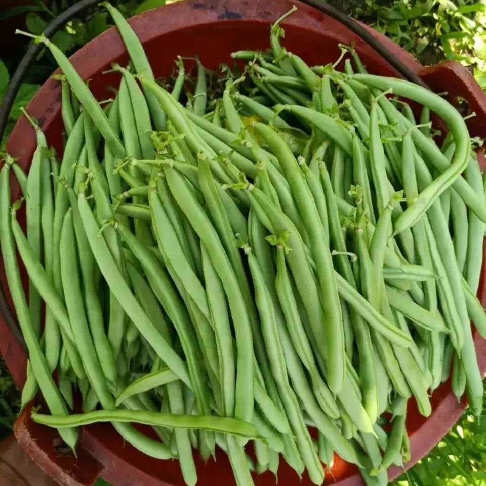 四季豆农家蔬菜豆角现摘嫩豆角新鲜宽四季豆 芸豆 扁豆油 无筋豆