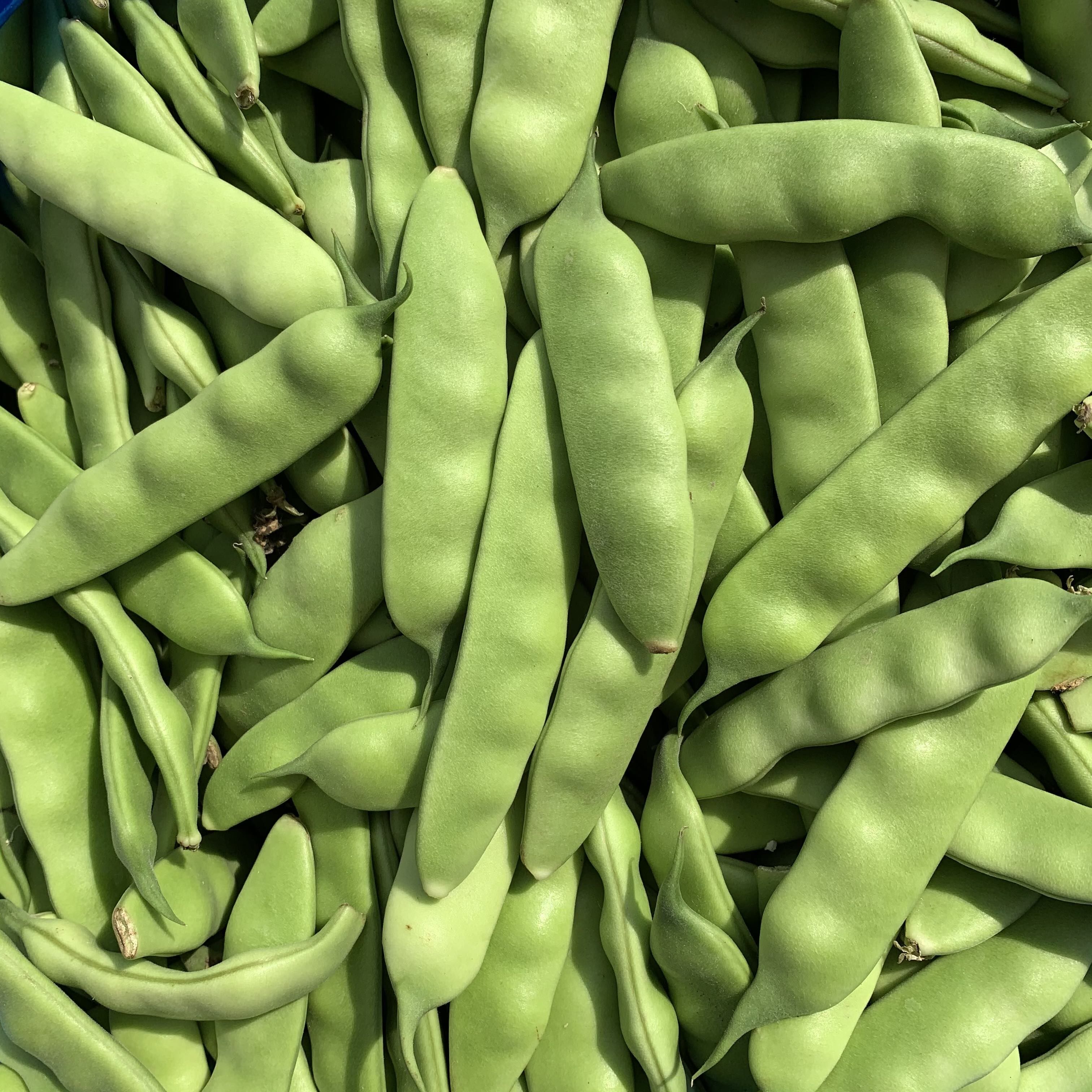 黑龙江东北油豆角 农家新鲜蔬菜特产九月青开锅烂现摘自种5斤包邮