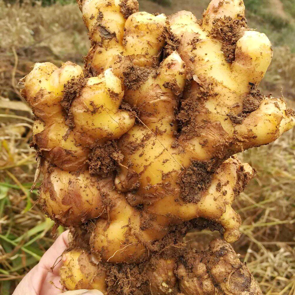 生姜新鲜云南小黄姜沙姜怀姜汁老姜仔月子姜罗平老姜汁10斤包邮5