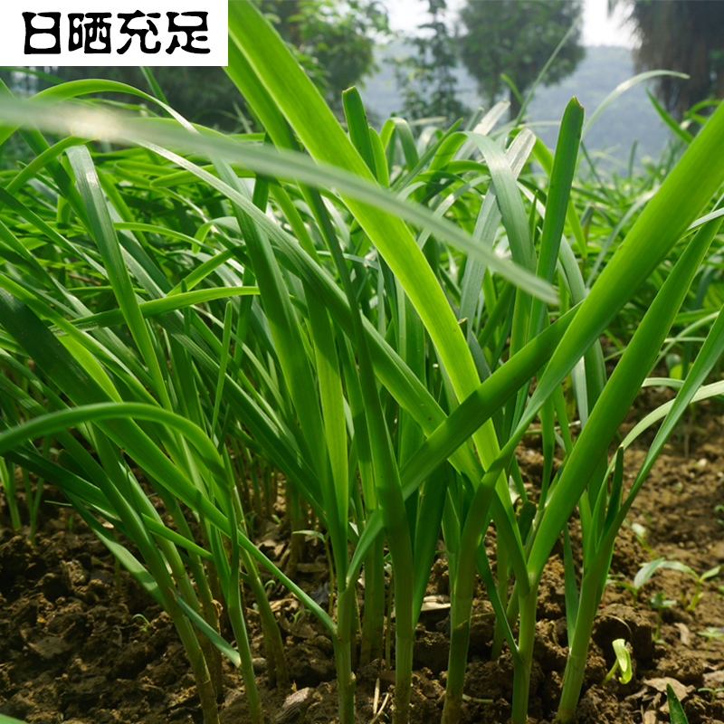 新鲜韭菜嫩韭菜新鲜包邮露天农家现割现发新鲜蔬菜整箱3斤包邮