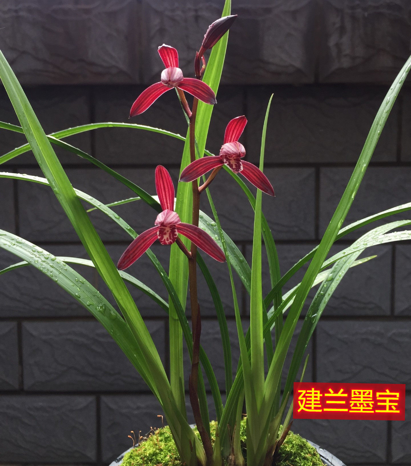 带花苞兰花苗建兰墨宝 赤诚 幕山紫荷瓣浓香兰花盆栽花卉绿植包邮