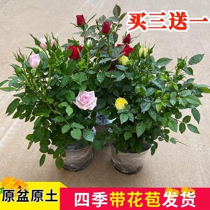 玫瑰花苗大花带花苞花卉观花绿植物盆栽月季蔷薇室内庭院阳台四季