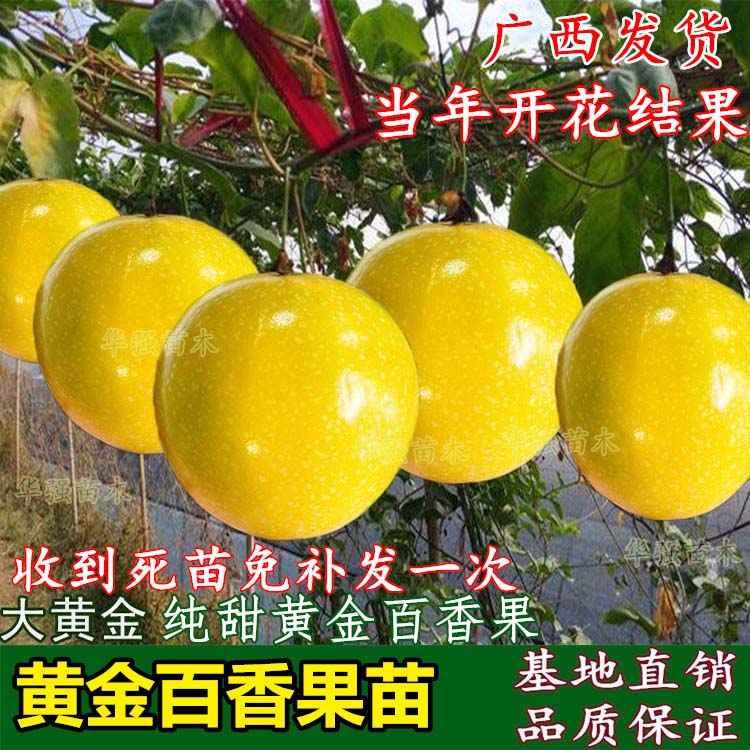 黄金百香果苗 嫁接特大纯甜黄金百香果树苗四季结果盆栽地栽南方|ruв категории семья/личные чистящие средства, домашнюю работу/слово уборка посуды, 一次性围裙 - от Buy2taobao.com для оказания профессиональной услуги покупки агента Taobao